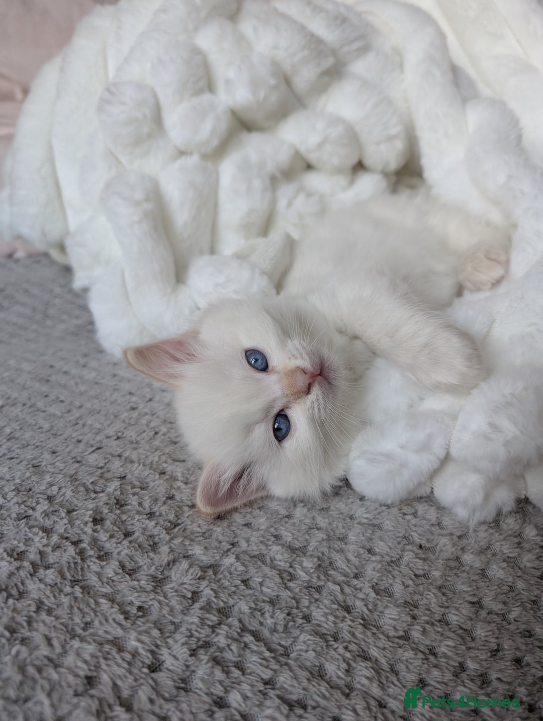 Ragdoll cats for sale:  🐾 Beautiful Ragdoll Kittens Available 🐾 - Advert 5