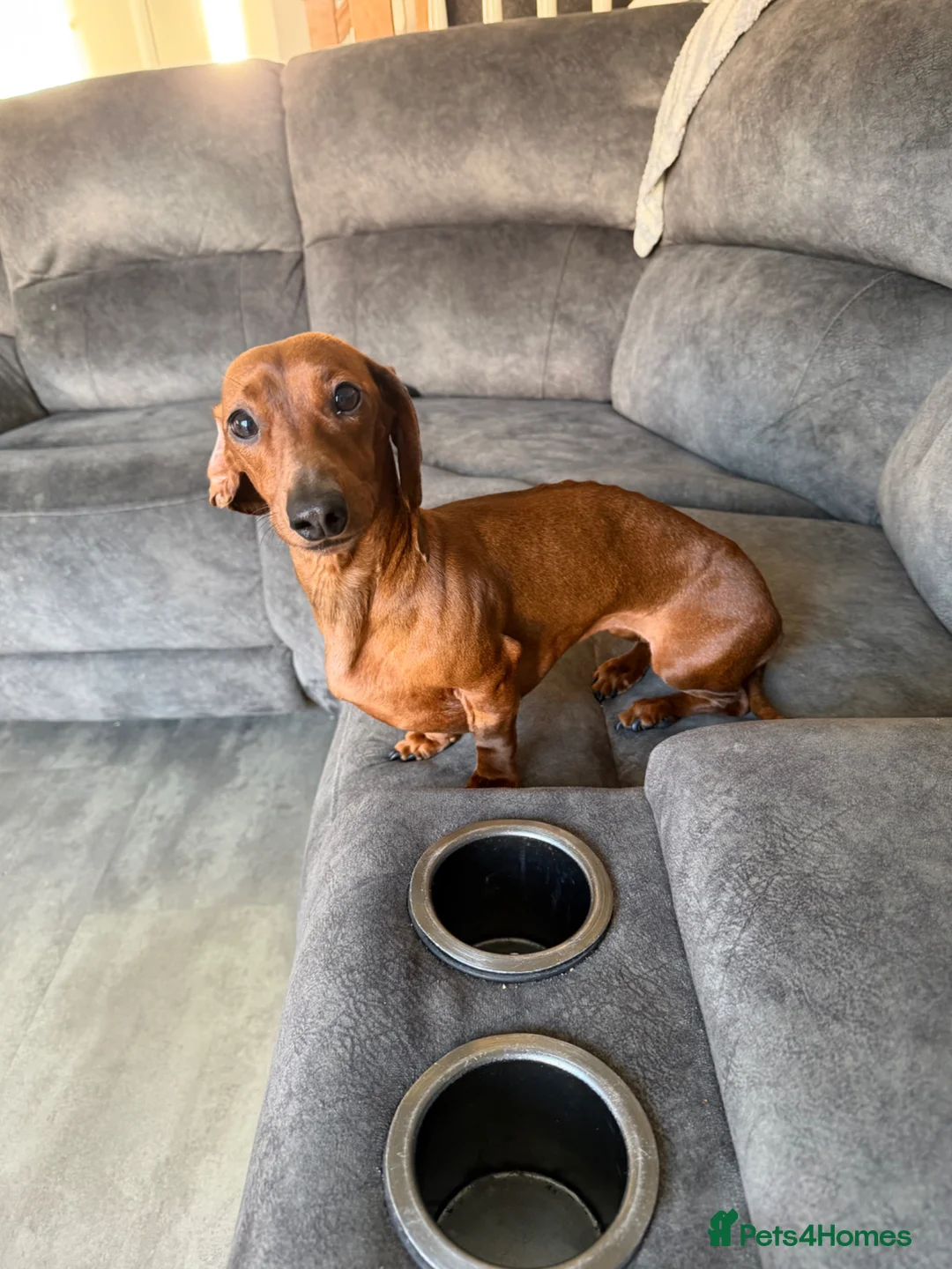 Miniature Dachshund dogs for sale: 2 year old red smooth haired Dachshund  in Stockton-on-Tees - Advert 2