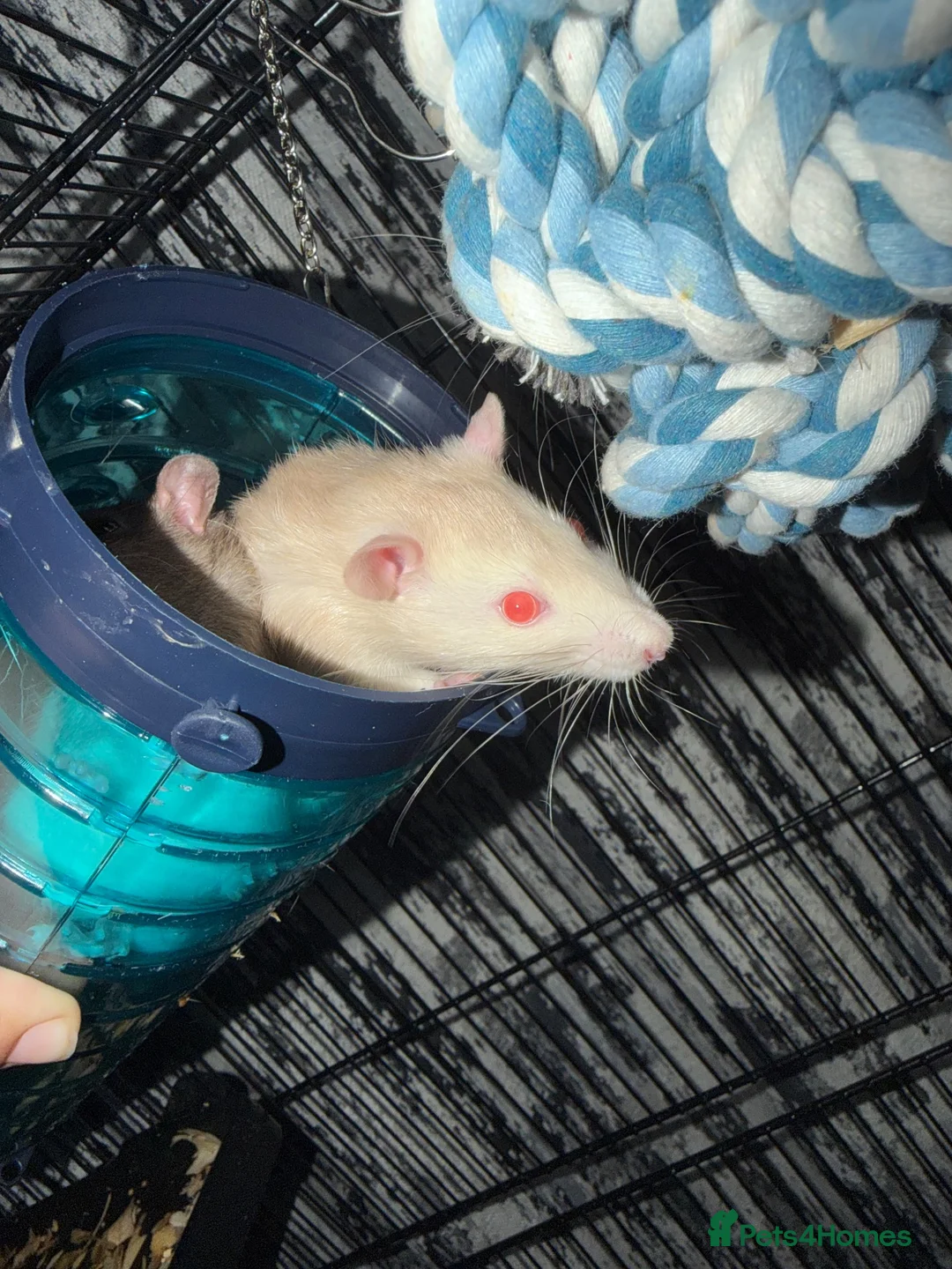 Rat rodents for sale: 4 rats with cage and bedding  in Wellington - Advert 7