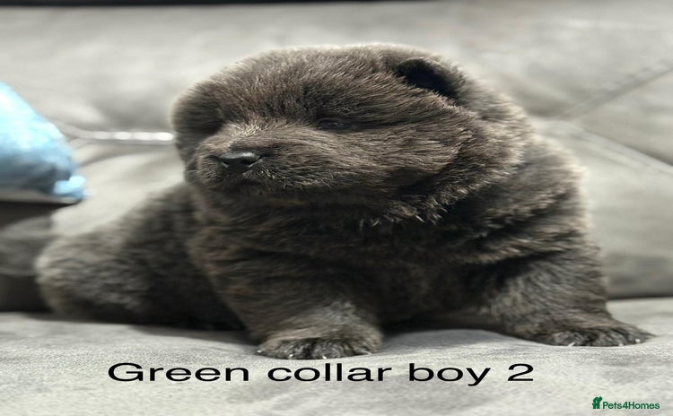 Chow Chow dogs Stunning chow chow puppies - Advert 1