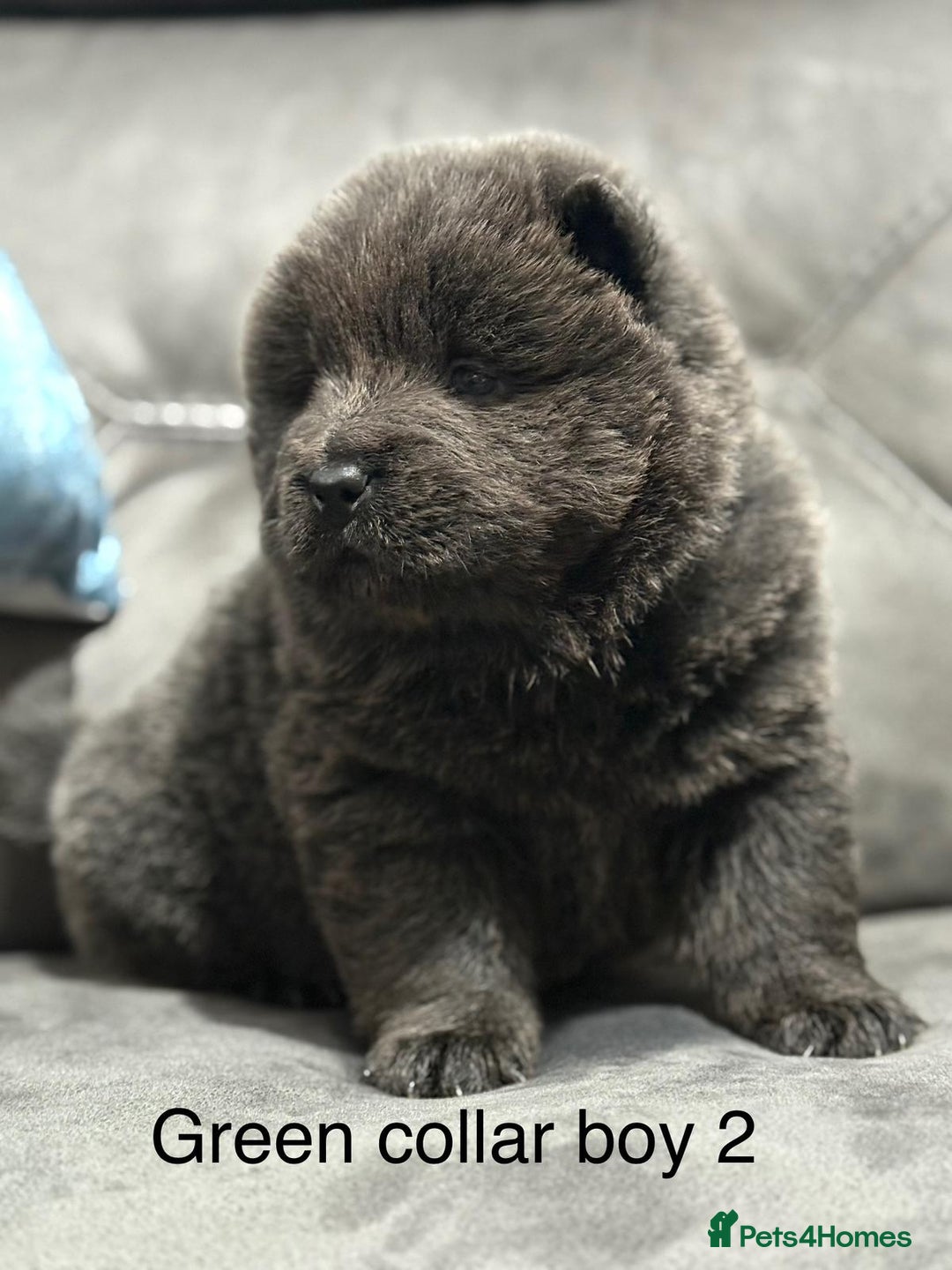 Chow Chow dogs for sale: Stunning chow chow puppies - Advert 3