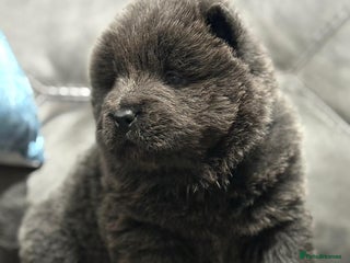 Chow Chow dogs Stunning chow chow puppies - Advert 2