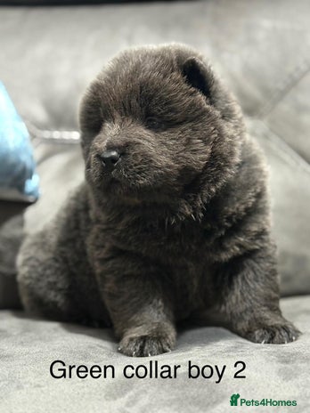 Chow Chow dogs Stunning chow chow puppies - Advert 1