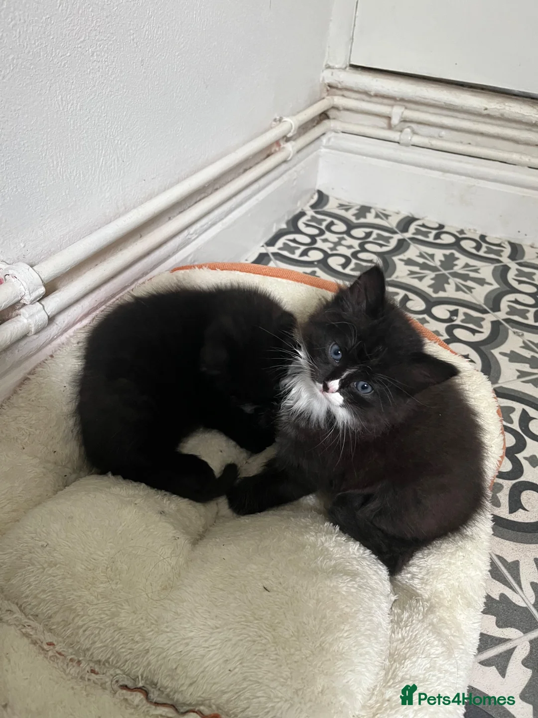 British Longhair cats for sale: Bonded pair of kittens  - Advert 5