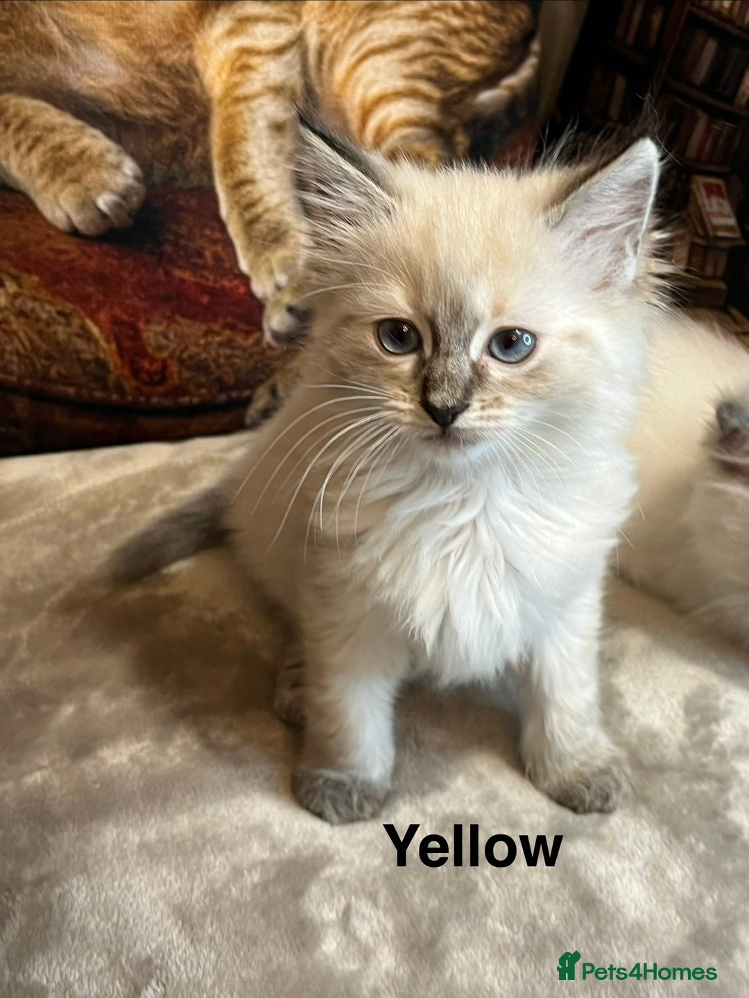 Ragdoll cats for sale: ❤️Amazing Pure Ragdoll Girls Waiting Loving Family - Advert 35