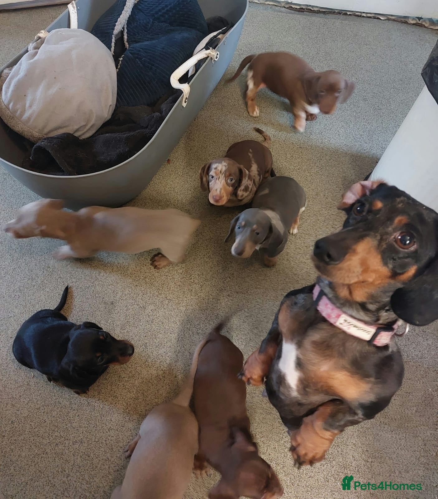 Dachshund dogs Six sausage dog babies  - Advert 2