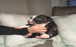 Mixed Breed dogs for sale: Olde English Bulldogge/Staffy bull Collie mix - Image 11