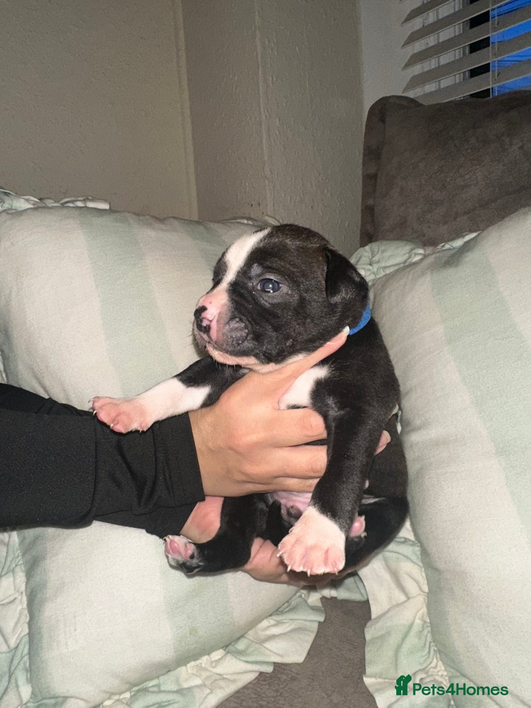 Mixed Breed dogs for sale: Olde English Bulldogge/Staffy bull Collie mix - Image 11