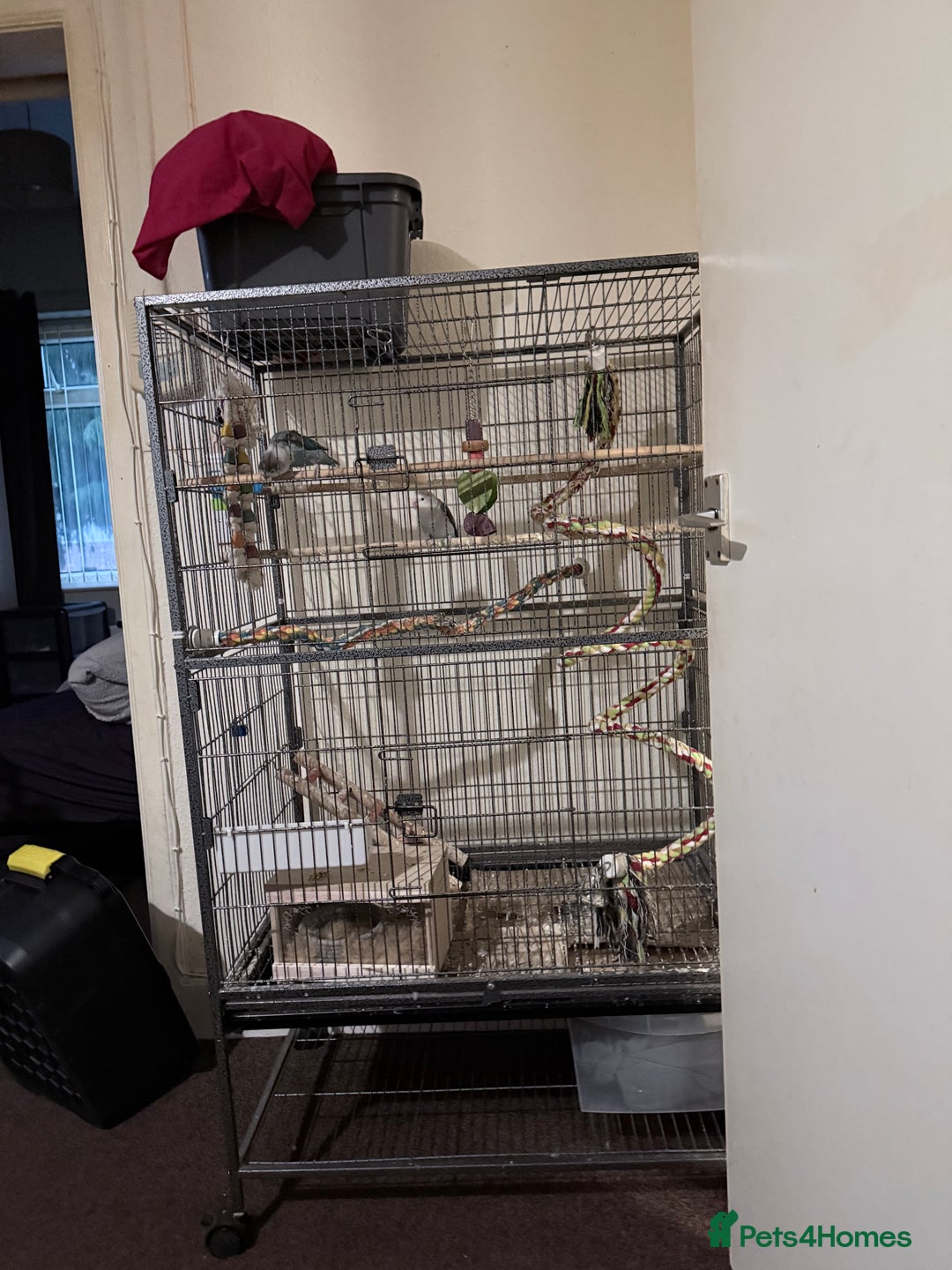 Lovebirds birds for sale: Pair of lovebirds  - Advert 2