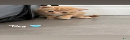 Mixed Breed cats for sale: 6 Beautiful Mixed Breed Kittens  - Advert 4
