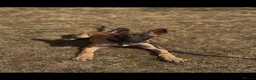 Belgian Shepherd Dog dogs for sale: 6 month old Dutch Herder for sale - Advert 5