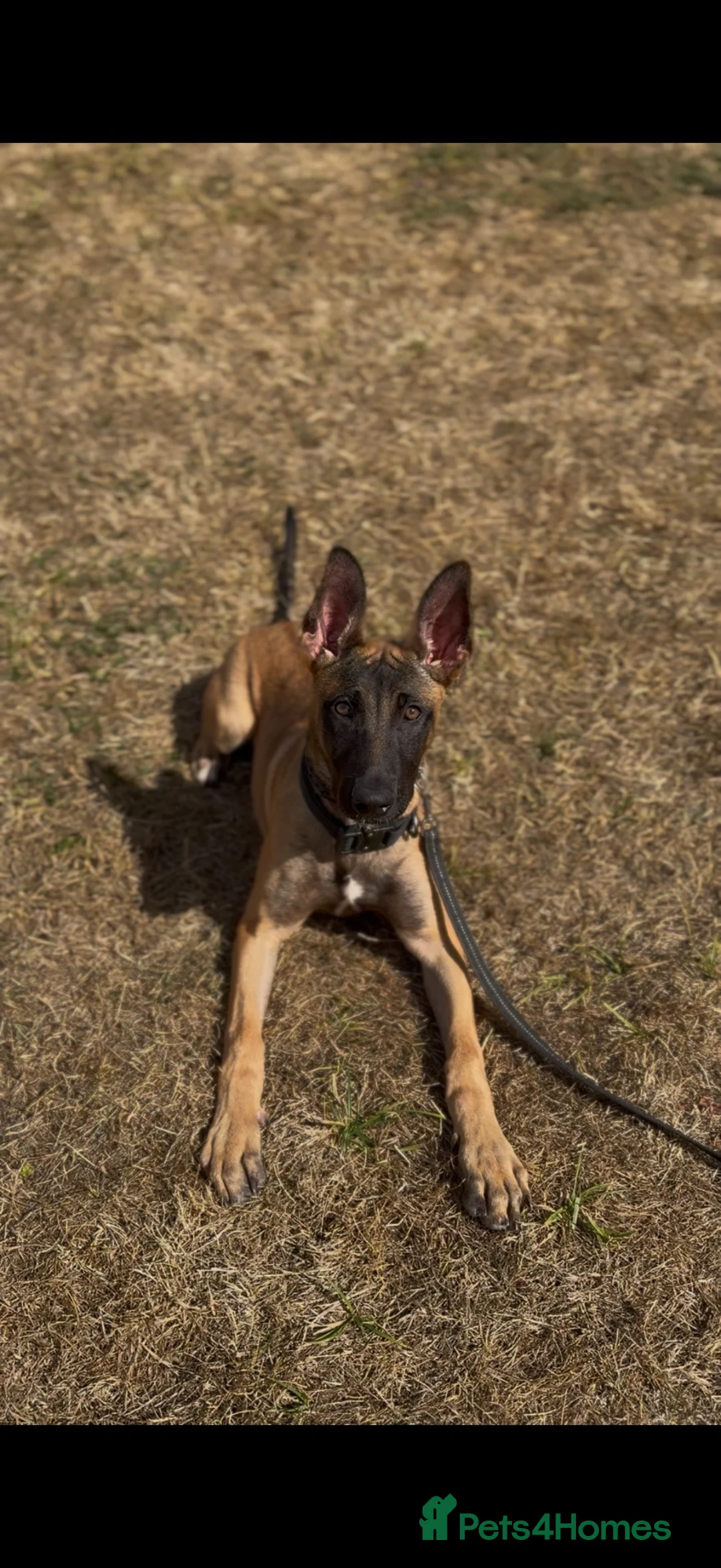 Belgian Shepherd Dog dogs for sale: 6 month old Dutch Herder for sale - Advert 5