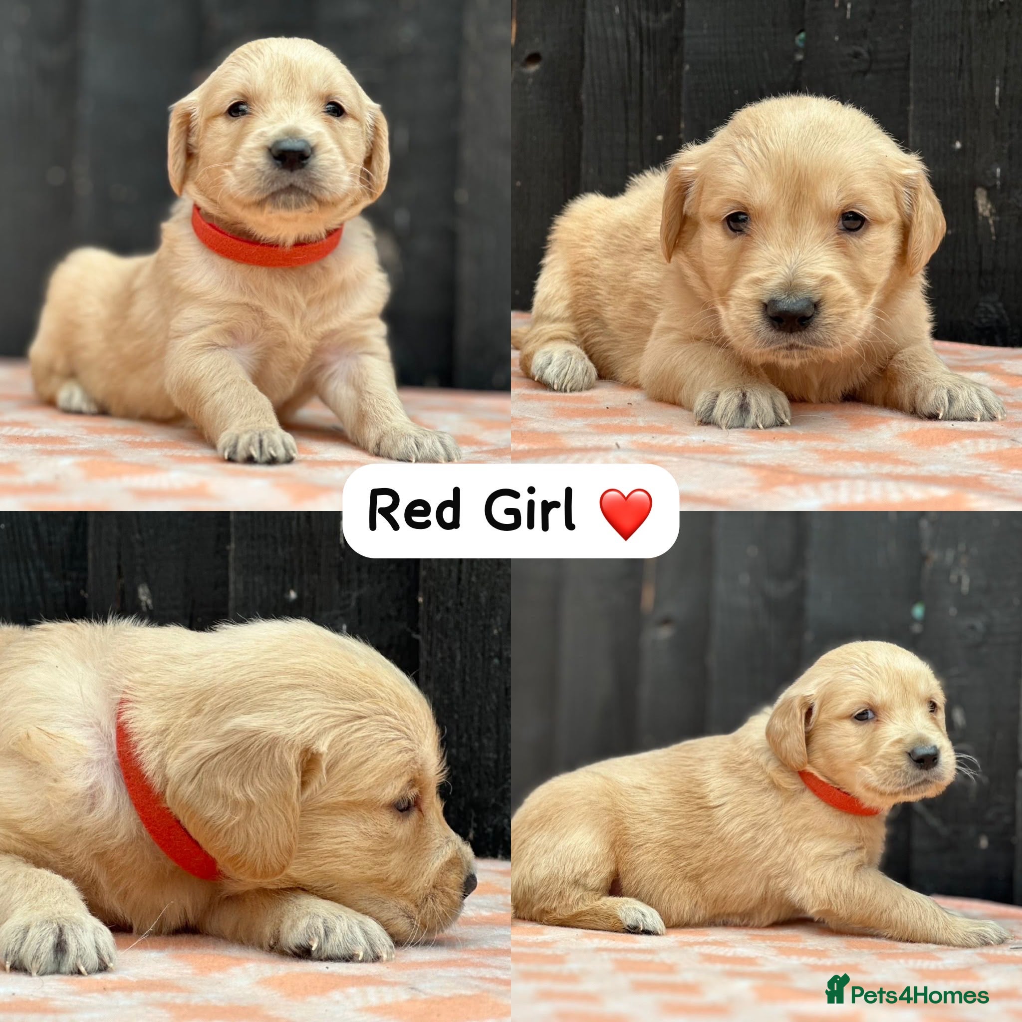 Golden Retriever dogs CHUNKY PEDIGREE KC GOLDEN RETRIEVER PUPPIES  - Advert 14