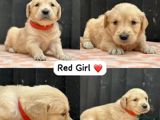 Golden Retriever dogs CHUNKY PEDIGREE KC GOLDEN RETRIEVER PUPPIES - Advert 14