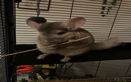 Chinchilla rodents for sale: Two female chinchillas for rehoming with cage - Advert 2