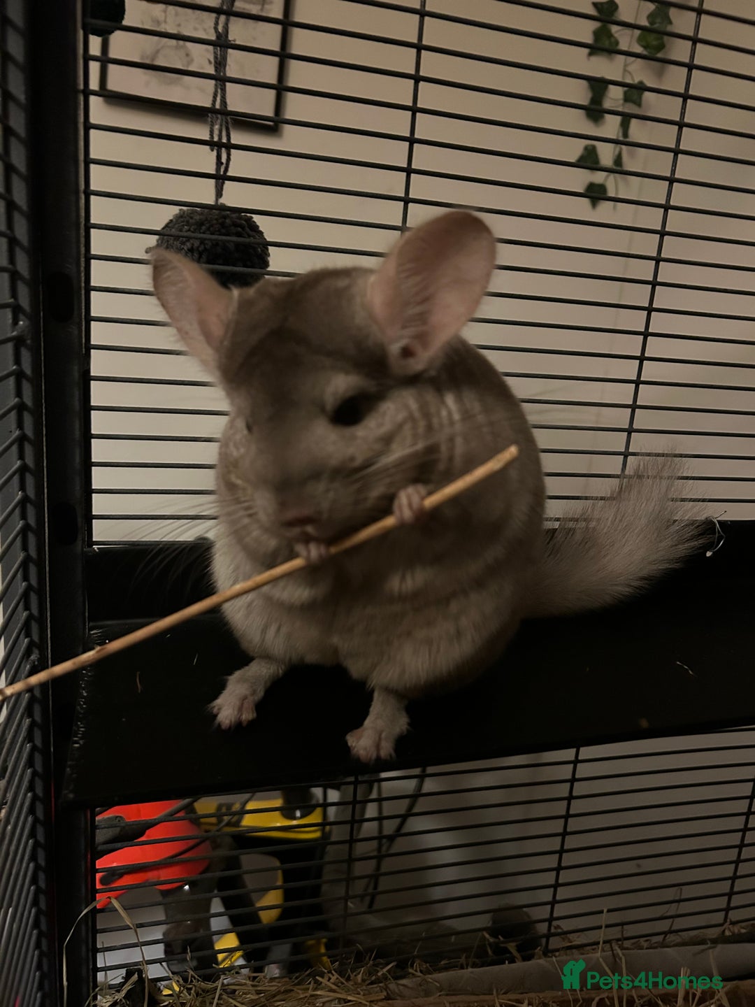 Chinchilla rodents for sale: Two female chinchillas for rehoming with cage - Advert 2