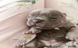 French Bulldog dogs for sale: French bulldog puppies  - Image 6