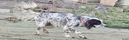 English Setter dogs for adoption: Boss  - Advert 8