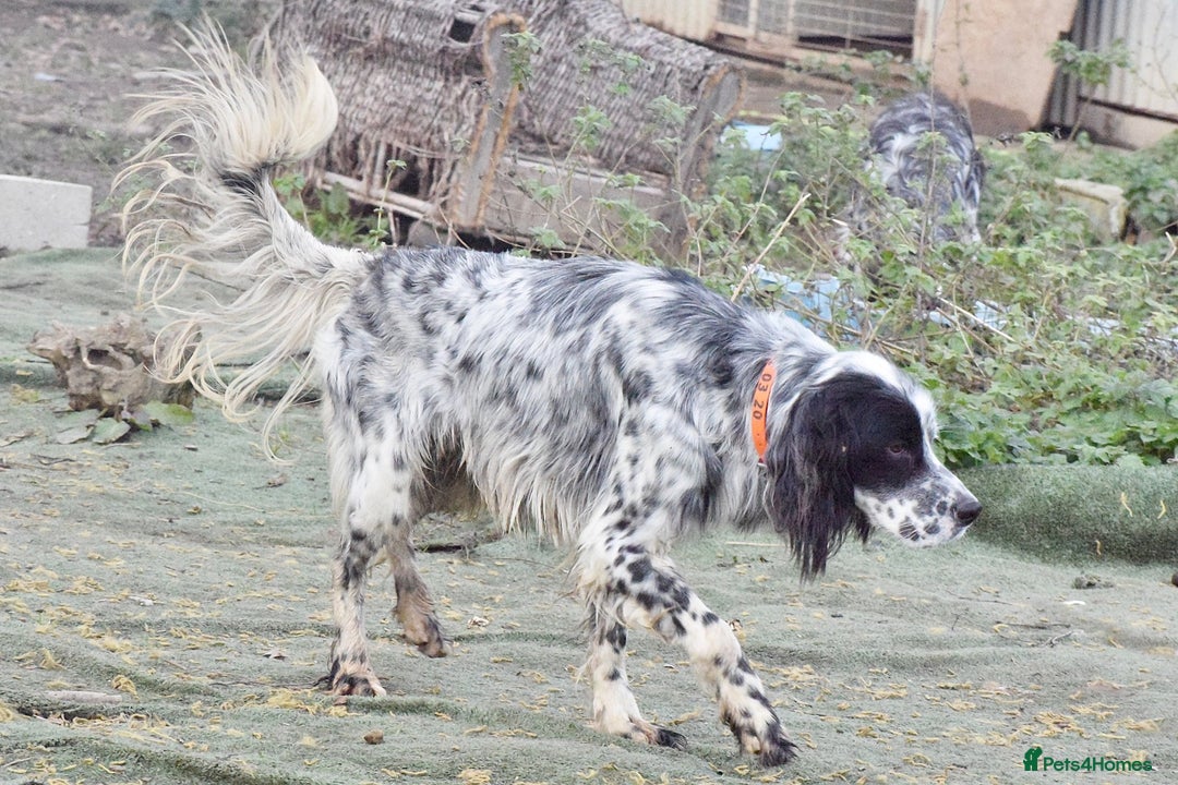 English Setter dogs for adoption: Boss  - Advert 8