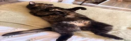 Domestic Shorthair cats for sale: 2 Gorgeous Girls for Re-homing - Advert 7
