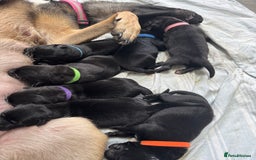 Mixed Breed dogs for sale: Belgian mal x Black lab - Image 4