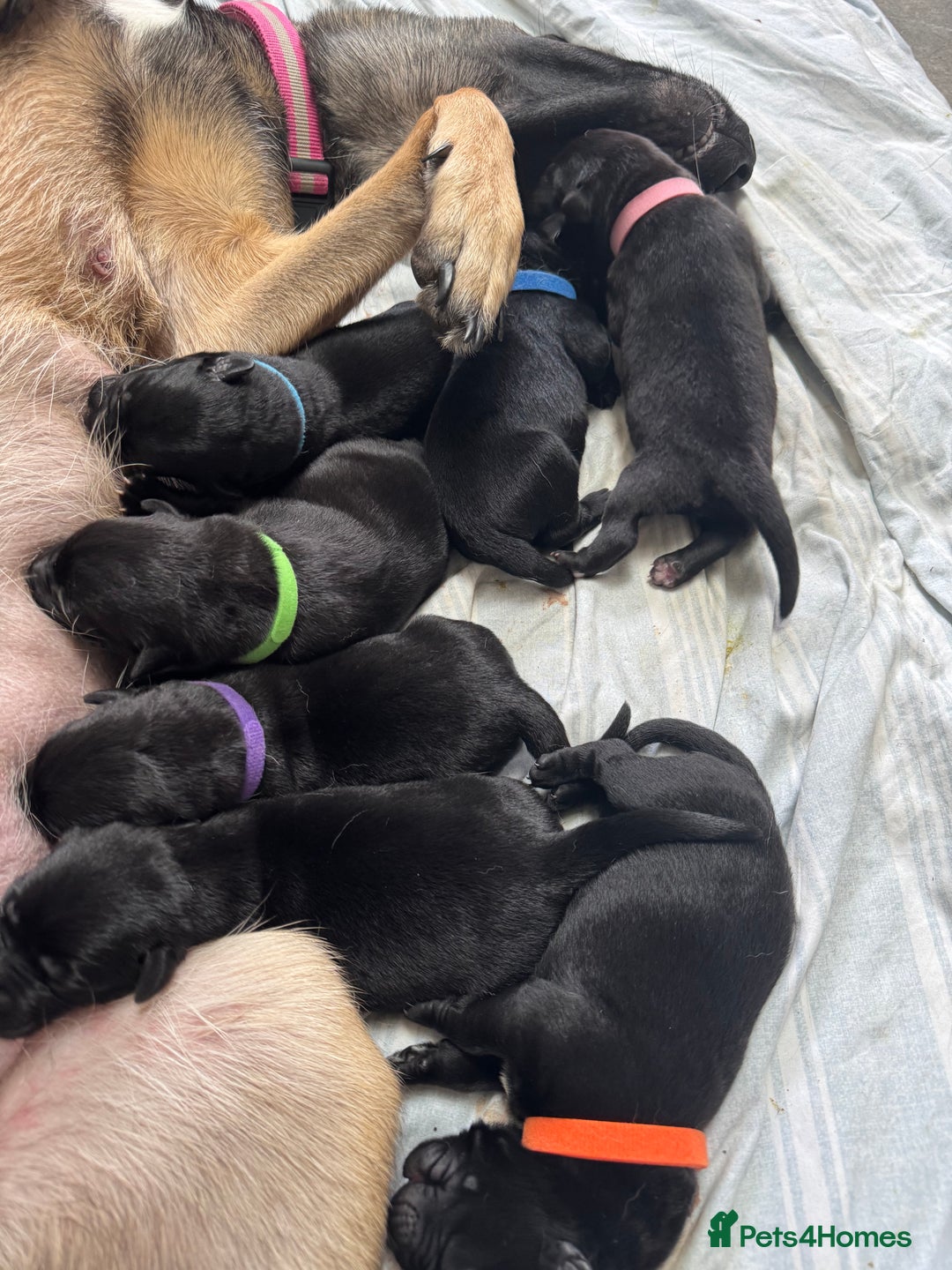 Mixed Breed dogs for sale: Belgian mal x Black lab - Image 4