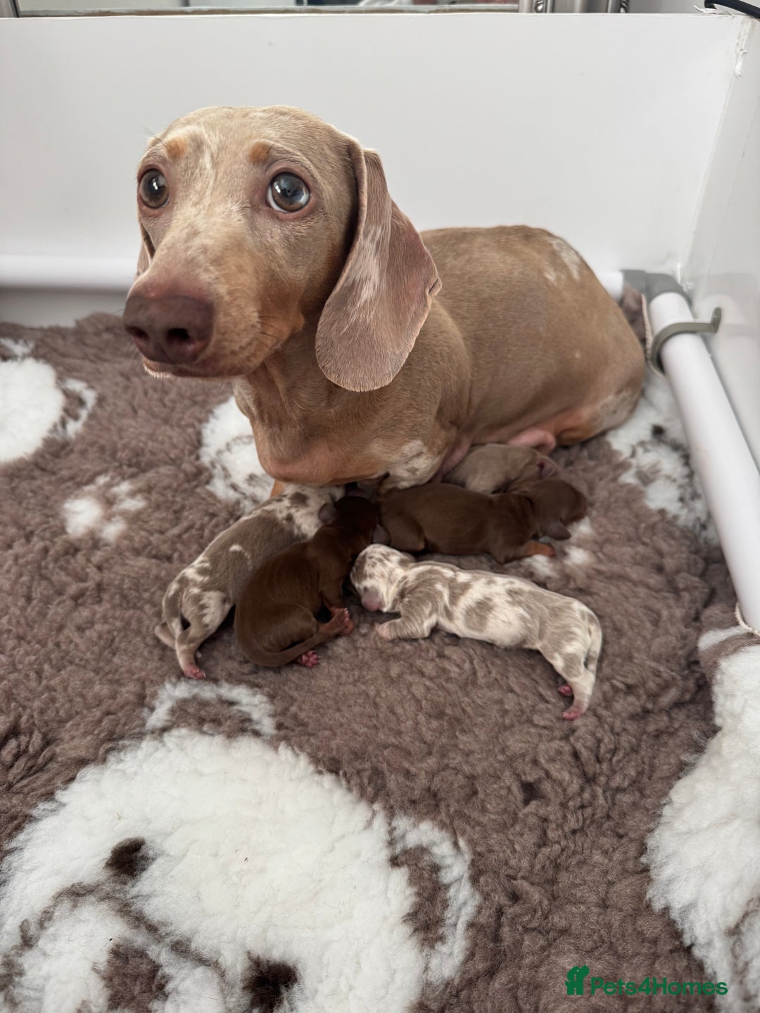 Miniature Dachshund dogs for sale: 💙𝐓𝐨𝐩 𝐛𝐥𝐨𝐨𝐝𝐥𝐢𝐧𝐞 𝐁𝐨𝐲𝐬 💙 - Advert 4