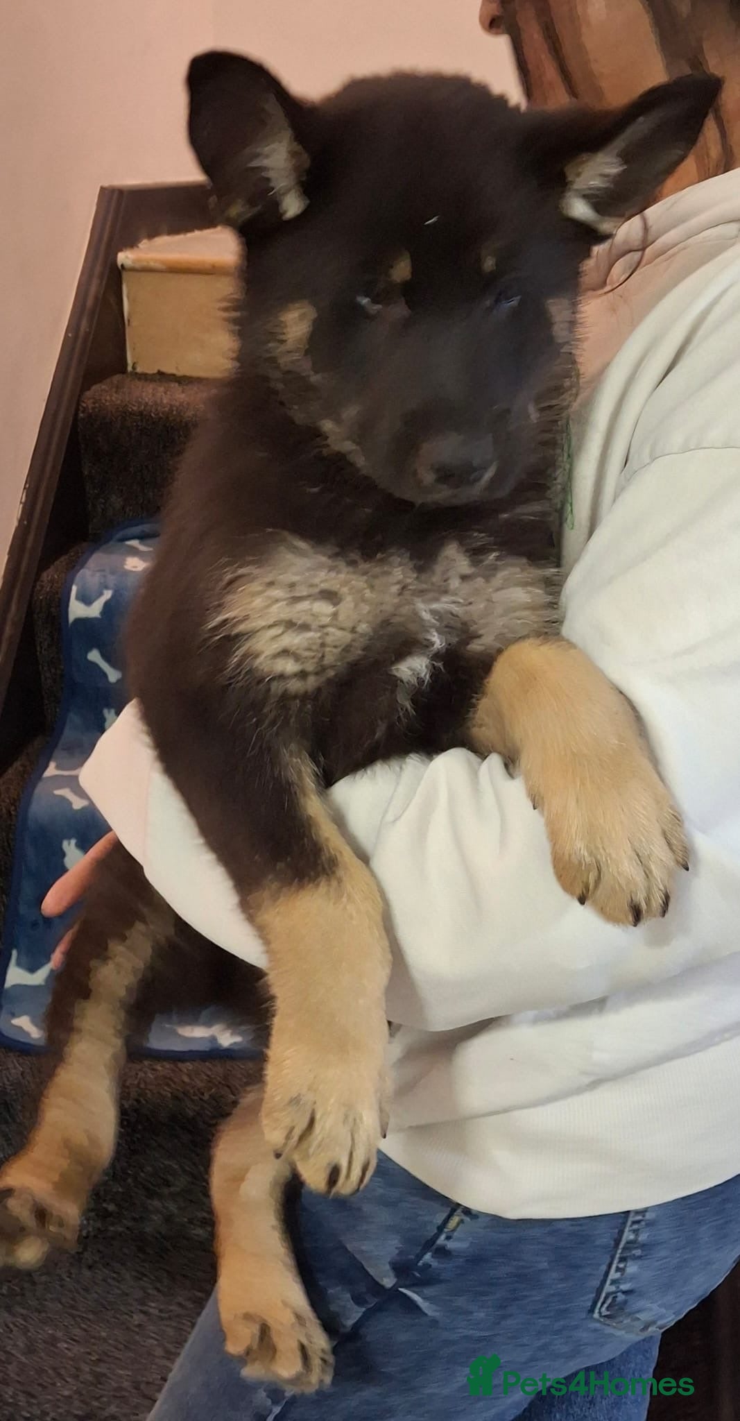 German Shepherd dogs Gorgeous German Shepherd Puppy - Advert 3