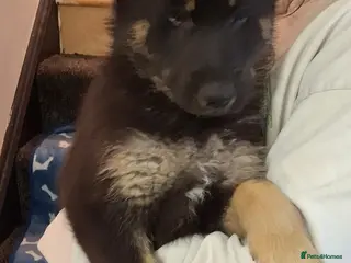 German Shepherd dogs Gorgeous German Shepherd Puppy - Advert 1