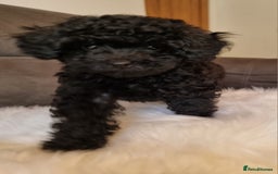 Cockapoo dogs for sale: Adorable best friend pups, sold fully vaccinated - Advert 6