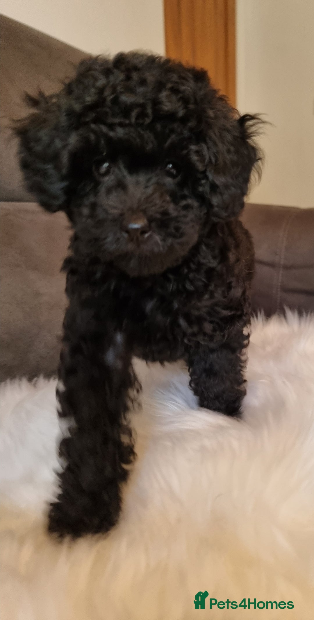 Cockapoo dogs for sale: Adorable best friend pups, sold fully vaccinated - Advert 6