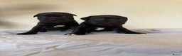 Staffordshire Bull Terrier dogs for sale: Stunning litter of black kc staffordshire bull's   - Advert 5