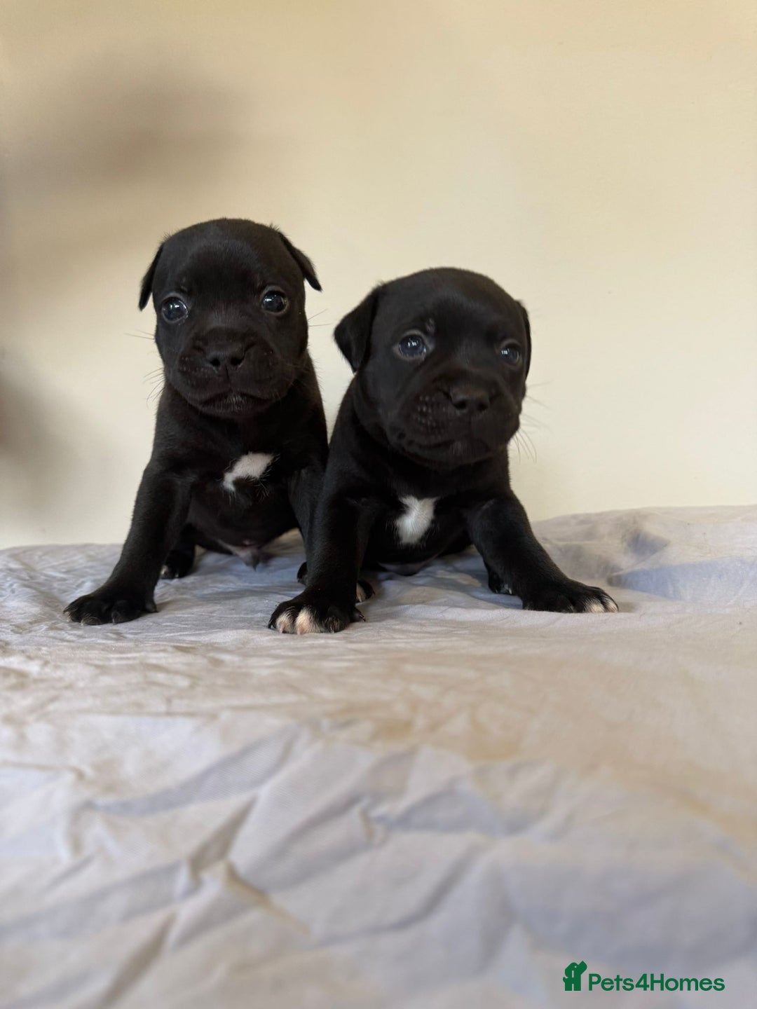 Staffordshire Bull Terrier dogs for sale: Stunning litter of black kc staffordshire bull's   - Advert 5