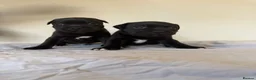 Staffordshire Bull Terrier dogs for sale: Stunning litter of black kc staffordshire bull's   - Advert 5
