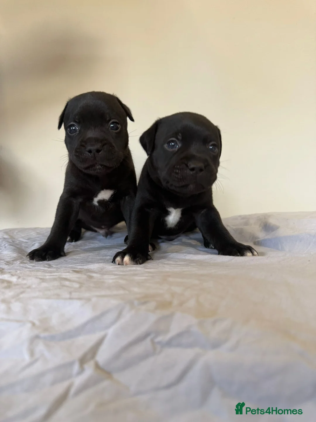 Staffordshire Bull Terrier dogs for sale: Stunning litter of black kc staffordshire bull's   - Advert 5