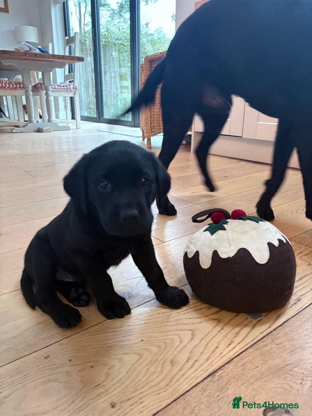 Labrador Retriever dogs for sale: Beautiful Pedigree Labrador Puppies - Advert 11