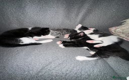 Mixed Breed cats for sale: 3 beautiful kittens available  - Image 6