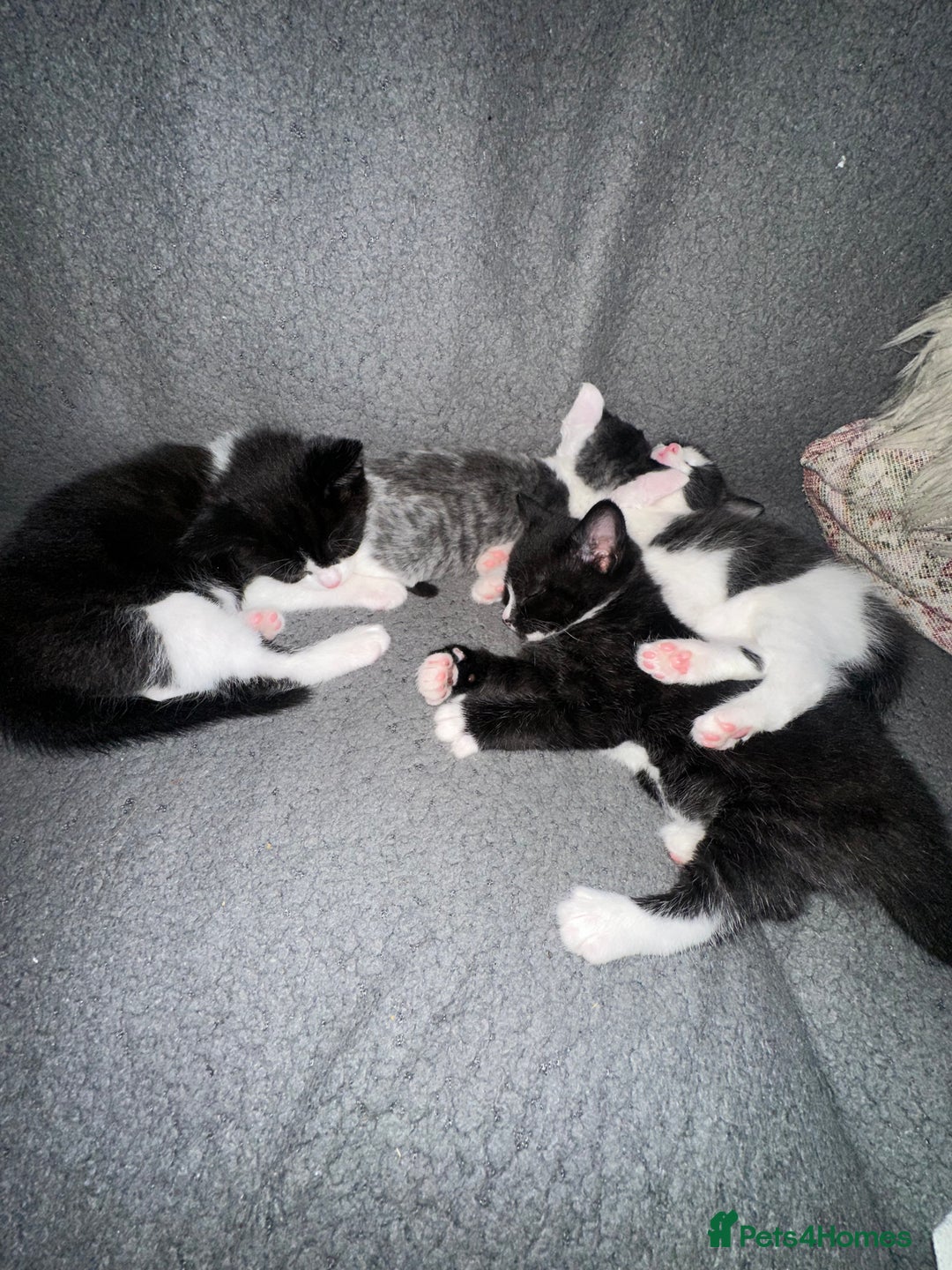 Mixed Breed cats for sale: 3 beautiful kittens available  - Image 6