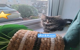 Domestic Shorthair cats for sale: 2 male kittens ready to leave today!  - Image 3