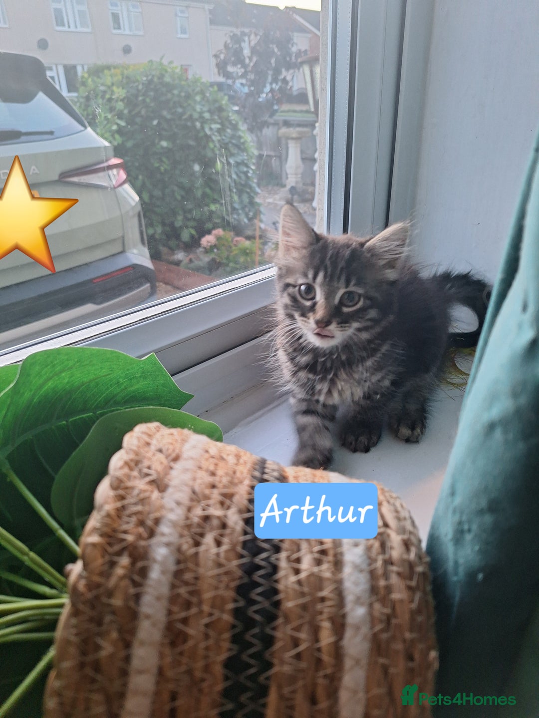 Domestic Shorthair cats for sale: 2 male kittens ready to leave today!  - Image 3