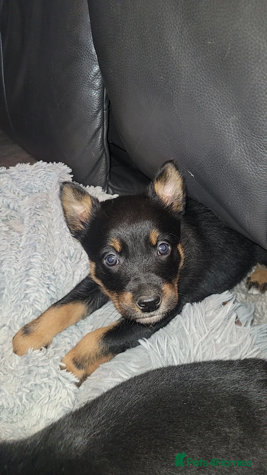 Mixed Breed dogs for sale: Collie cross Kelpie Puppies - Advert 11