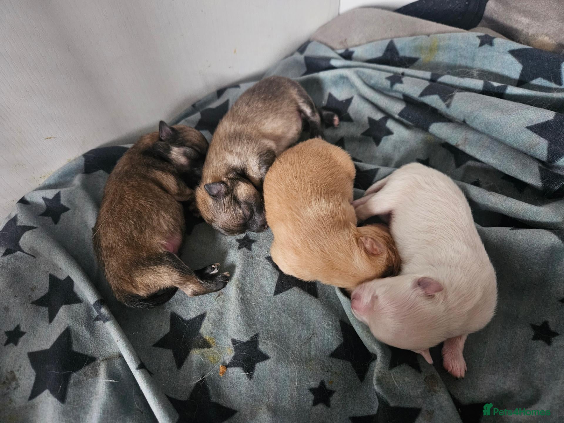 Pomeranian dogs 2 pomeranian puppies remaining  - Advert 7