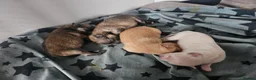 Pomeranian dogs for sale: 4 pomeranian puppies - Advert 4
