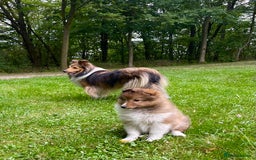 Shetland Sheepdog dogs for sale: Shetland Sheepdog/Sheltie puppy - Image 3