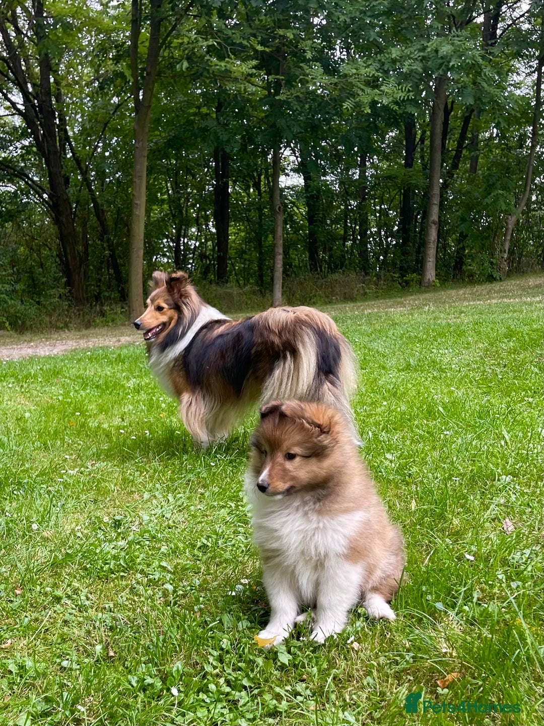 Shetland Sheepdog dogs for sale: Shetland Sheepdog/Sheltie puppy - Image 3