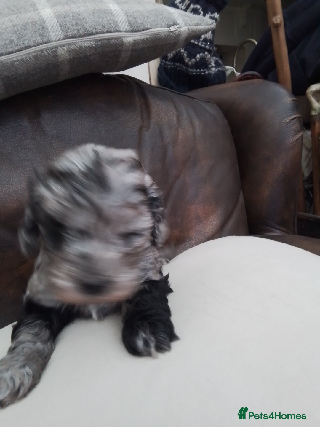 Cockapoo dogs for sale: Stunning cockapoo puppies f1b - Advert 6