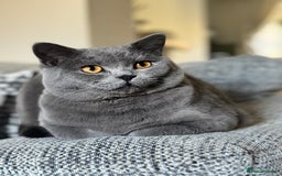 British Shorthair cats for sale: British Shorthair Male — experience needed! - Advert 16
