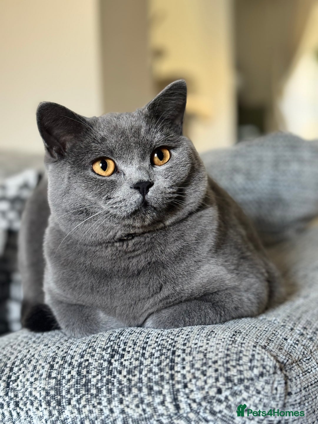 British Shorthair cats for sale: British Shorthair Male — experience needed! - Advert 16