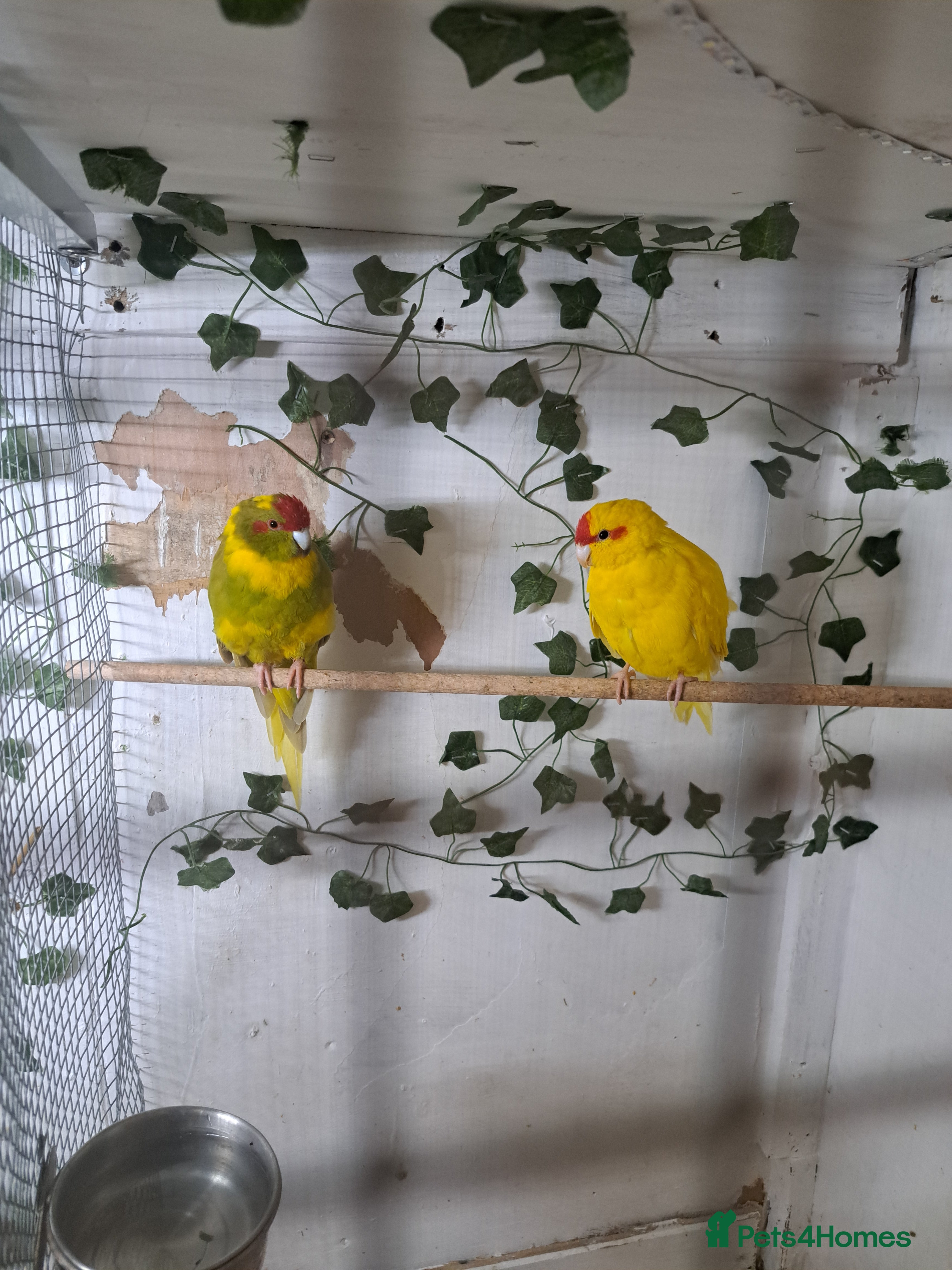 Parakeets birds Pair of kakariki  - Advert 1