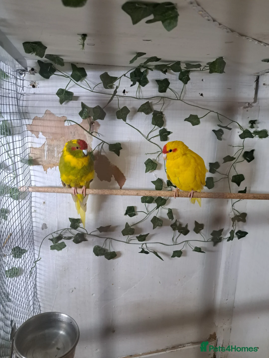 Parakeets birds for sale: Pair of kakariki  - Advert 1